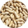 Groundnut