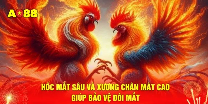 Hốc mắt sâu và xương chân mày cao giúp bảo vệ đôi mắt 