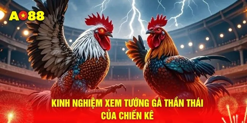 Kinh nghiệm xem tướng gà thần thái của chiến kê 